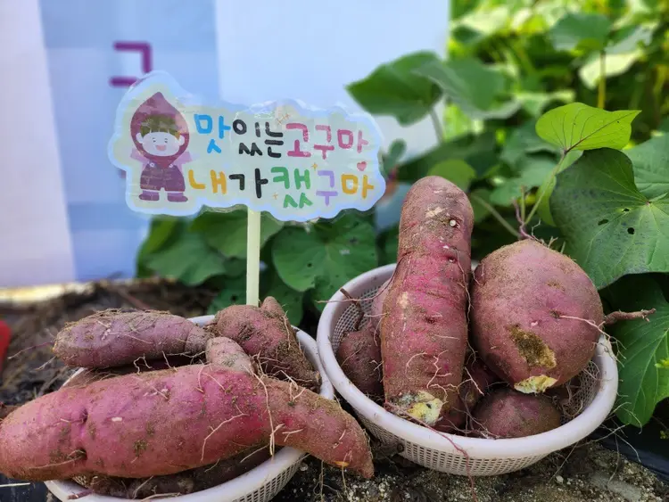 민준주말농장체험학습장 사진 4