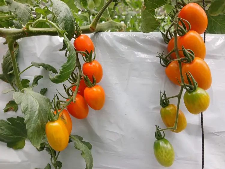 과천시 도시농업센터 사진 5