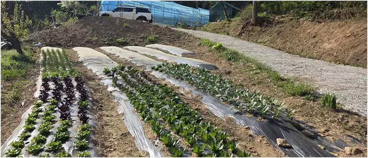 용인수지 얼쑤주말체험농장 사진 1