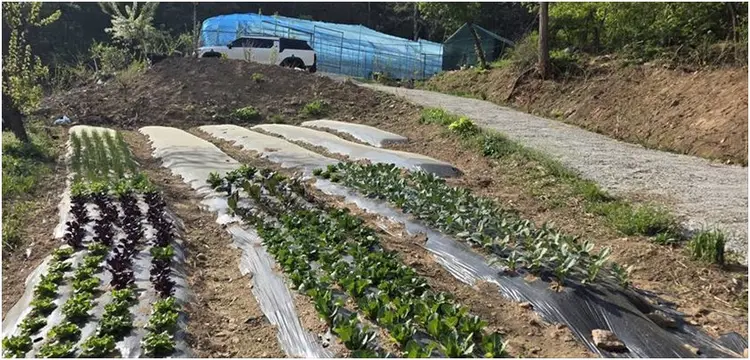 용인수지 얼쑤주말체험농장 사진 3