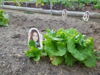 울진왕피천공원주말농장