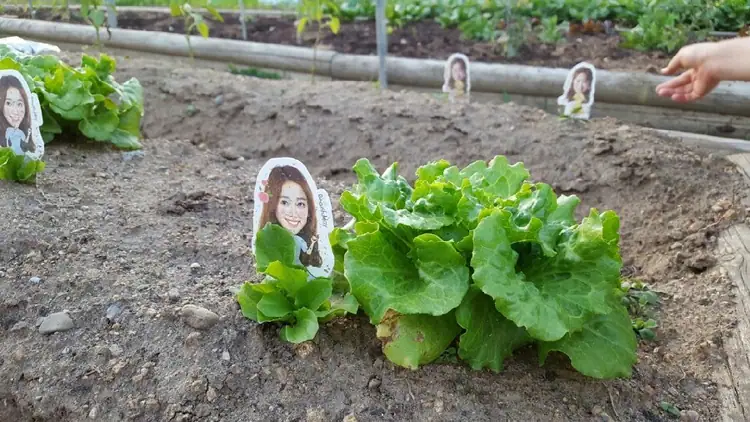 울진왕피천공원주말농장 사진 1