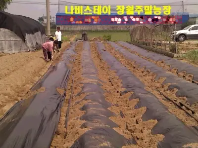 나비스테이 장월주말농장