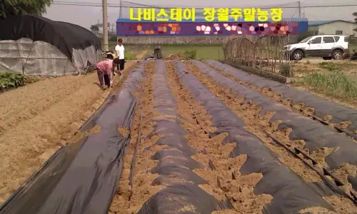 나비스테이 장월주말농장 사진 1