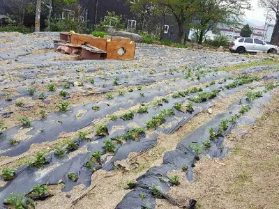 마석주말농장