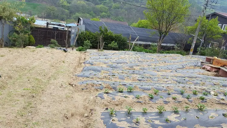 마석주말농장 사진 2