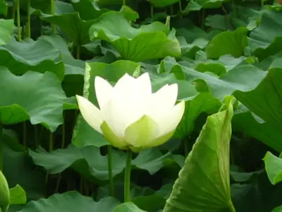 나르메산방치유농장