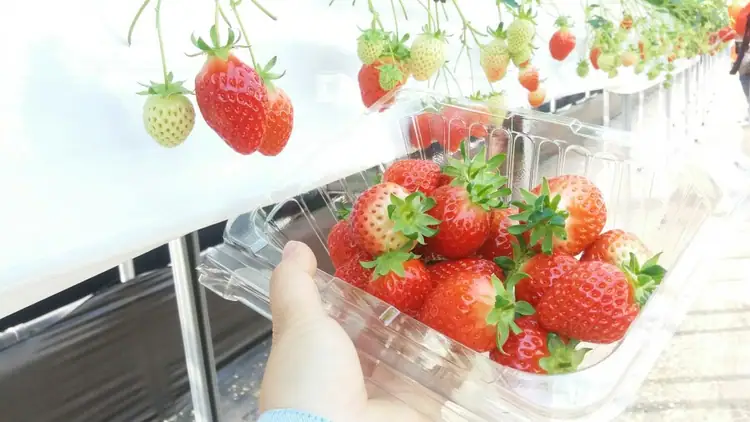 홍군농장 사진 2