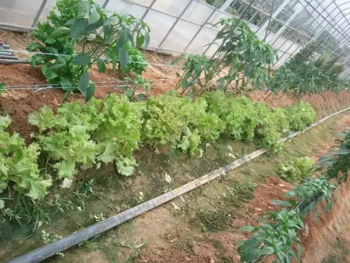 청산농원 사진 2