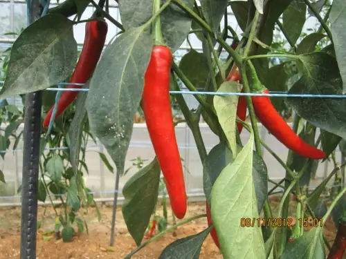 청산농원 사진 5