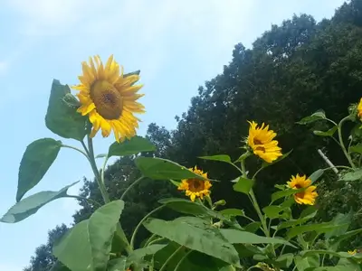 하이디 농장
