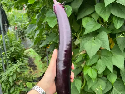 서오능 주말농장