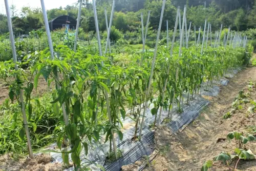 오륜대착한주말농장 사진 4