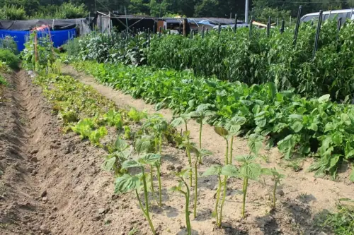 오륜대착한주말농장 사진 5