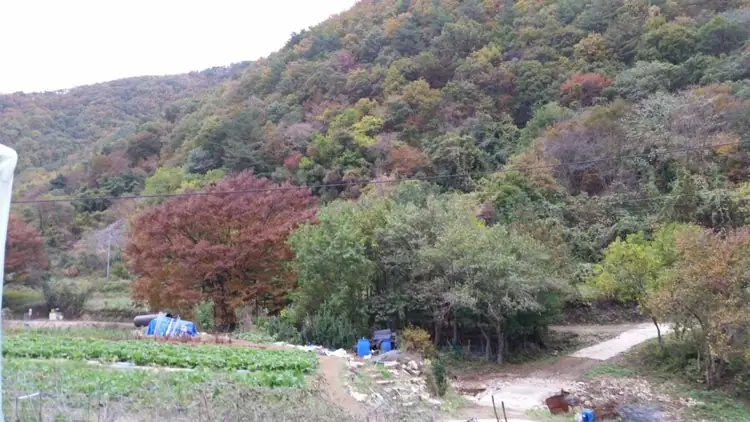 복분자정선경 사진 2