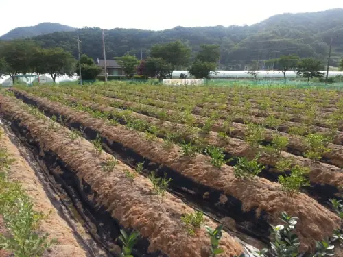 양자산블루베리농원 사진 2