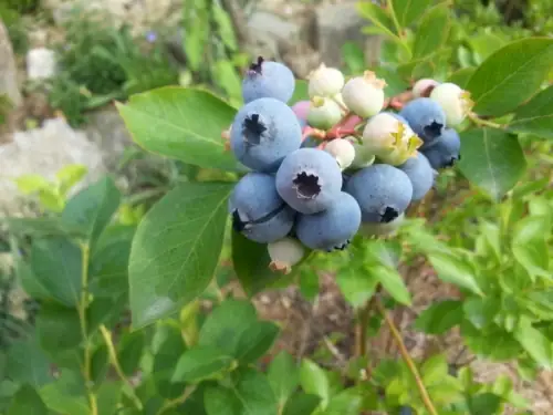 양자산블루베리농원 사진 3