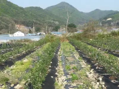 양평유기농아로니아