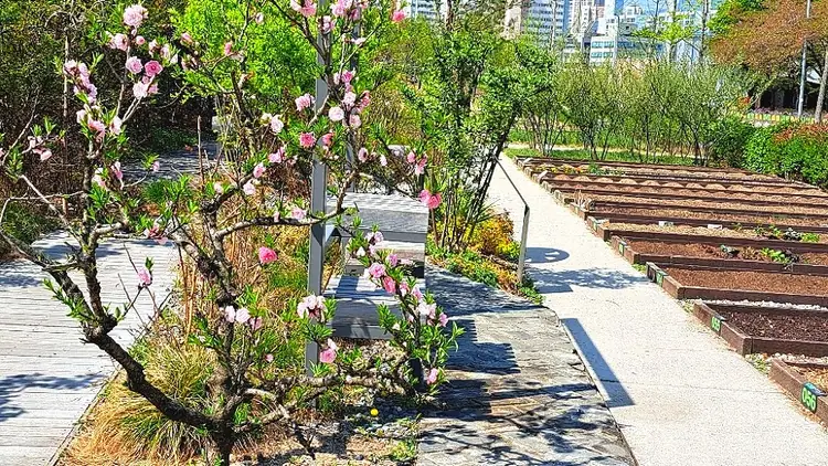경춘선숲길텃밭 사진 2