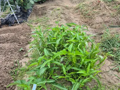 산골농장