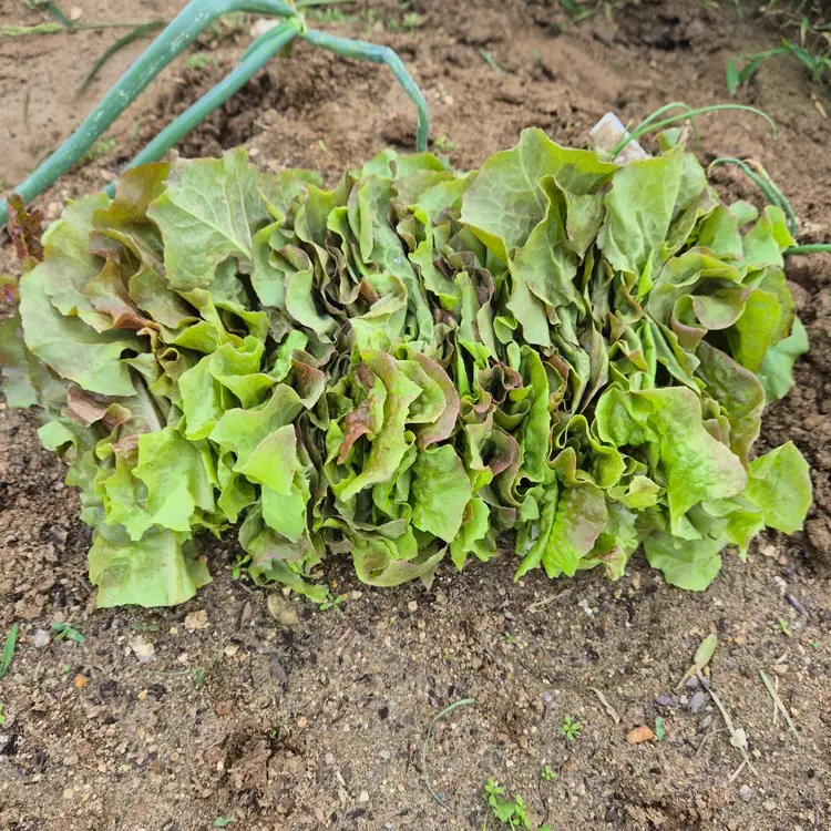 산골농장 사진 3