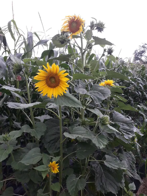 흥양주말농장 사진 4