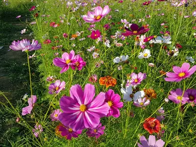 산울림주말농장