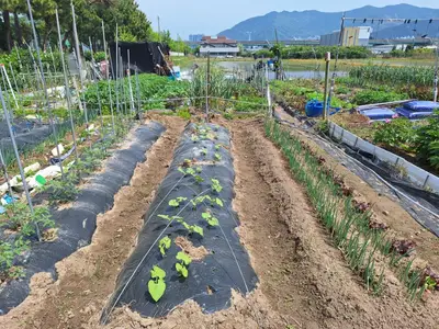해바라기 주말농장