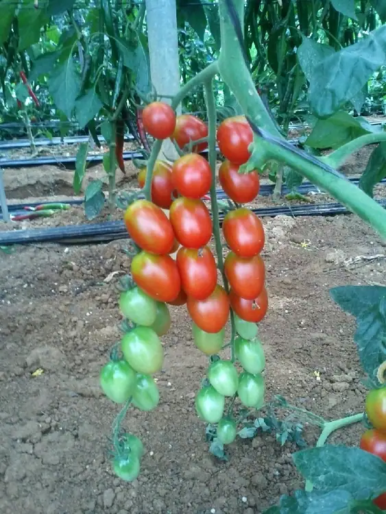 푸른주말농장 사진 5