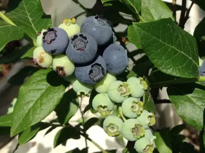 천지블루베리연구소