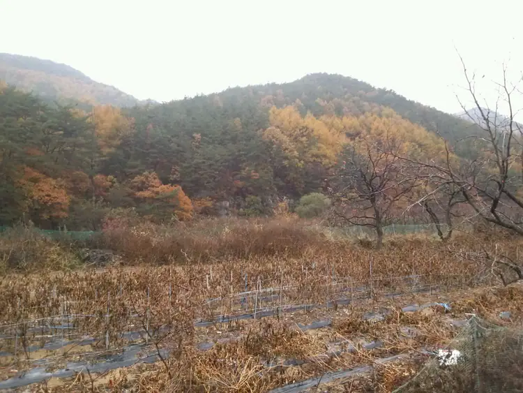 산내루산림농원 사진 1