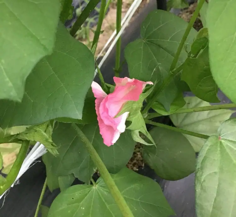 흙애 주말농장 사진 2