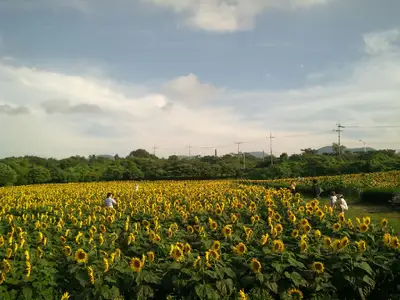 김경숙해바라기농장