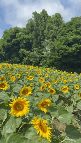 김경숙해바라기농장 사진 4
