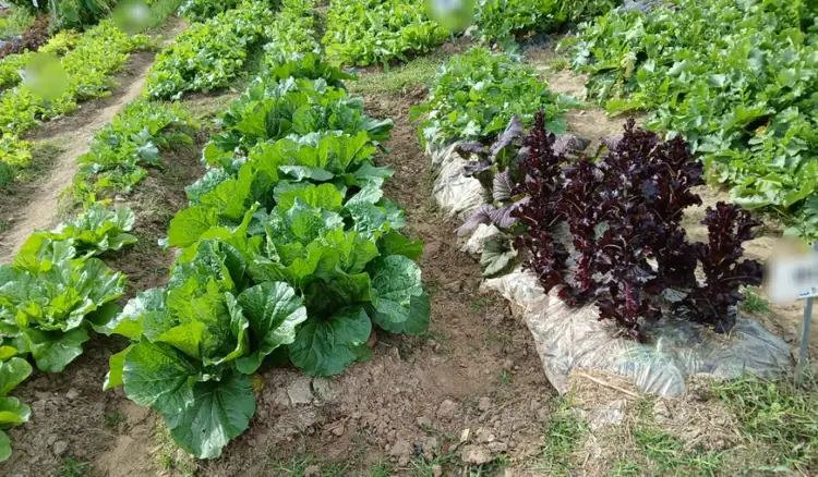 성남시민농원실버텃밭제1농장 사진 1