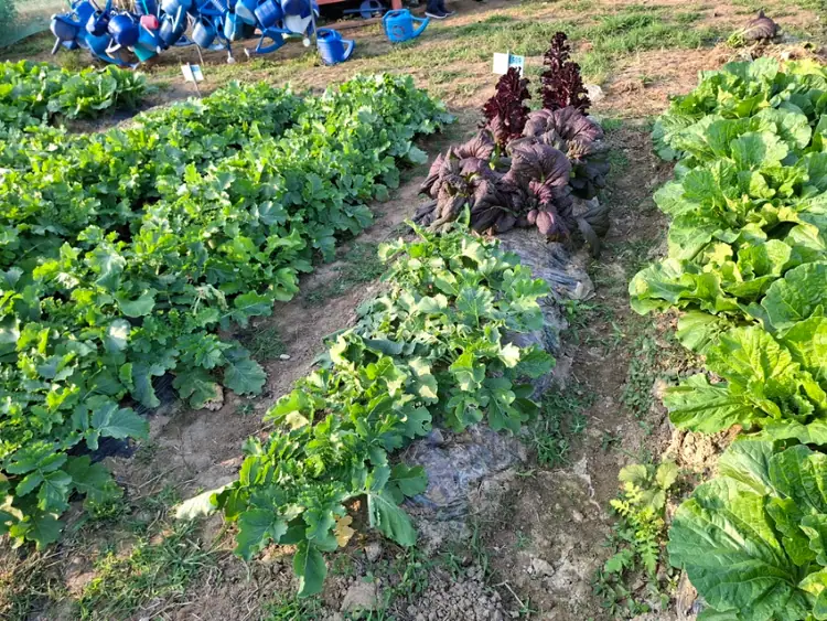 성남시민농원실버텃밭제1농장 사진 2