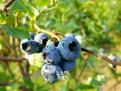 송화블루베리