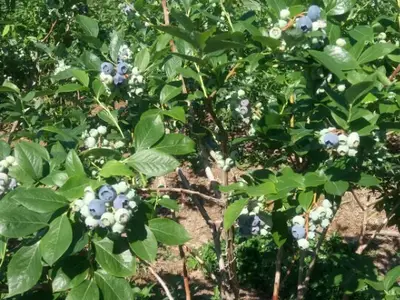 백송블루베리