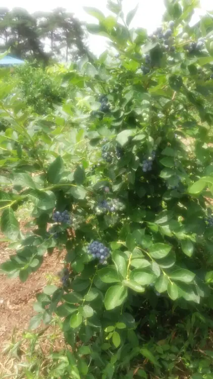백송블루베리 사진 2