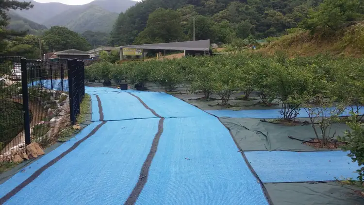 블루앤베리농장 사진 3