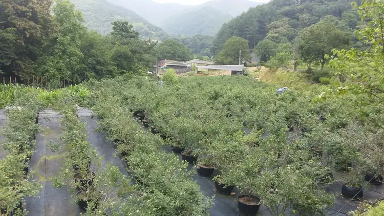 블루앤베리농장 사진 4
