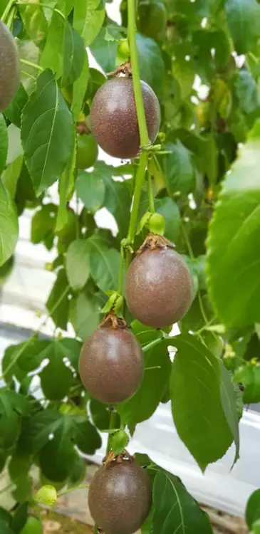 대숲맑은산뜰농원 사진 3