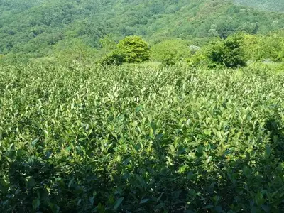 베리미팜