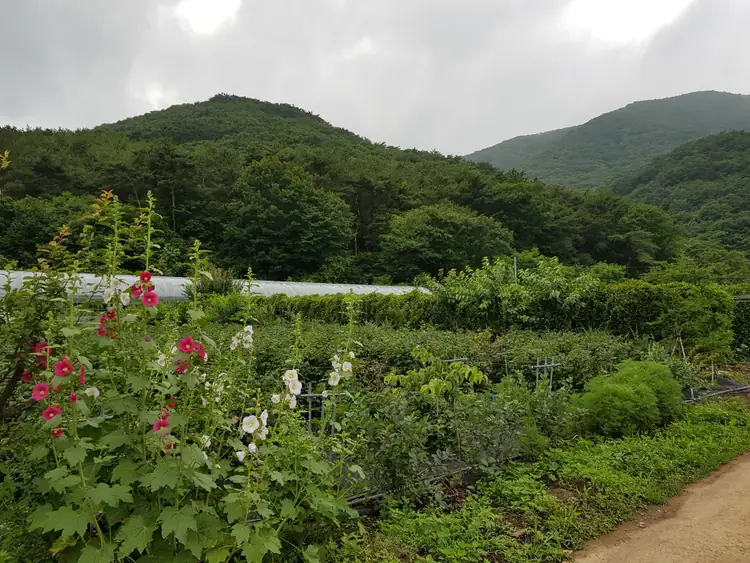 도화골 농원 사진 2