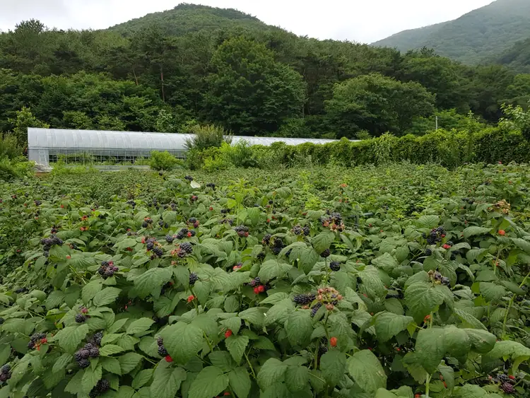 도화골 농원 사진 3