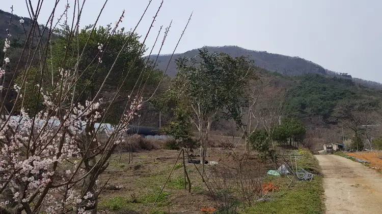 도화골 농원 사진 4