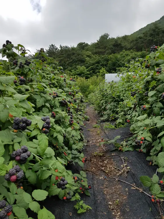 도화골 농원 사진 5