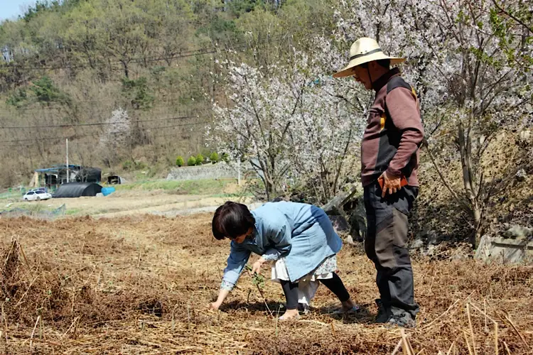 성산고사리체험농장 사진 2