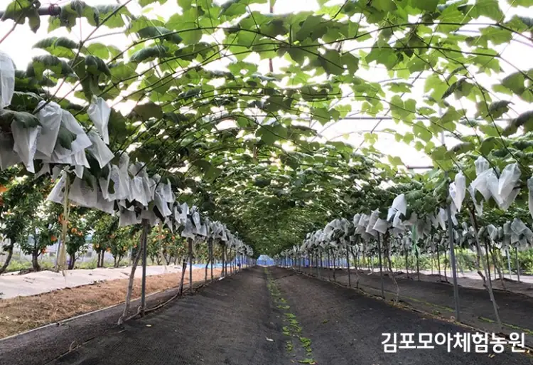 모아체험농원 사진 2