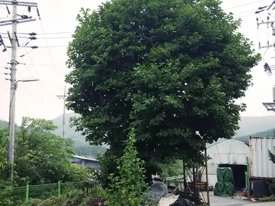 깨끗하고맛조은가래실표고버섯농장